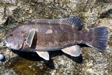 Tautog - September 2017