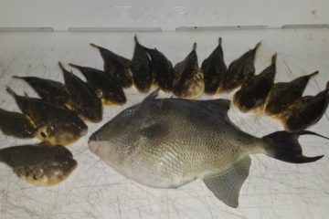 Puffers and Triggerfish