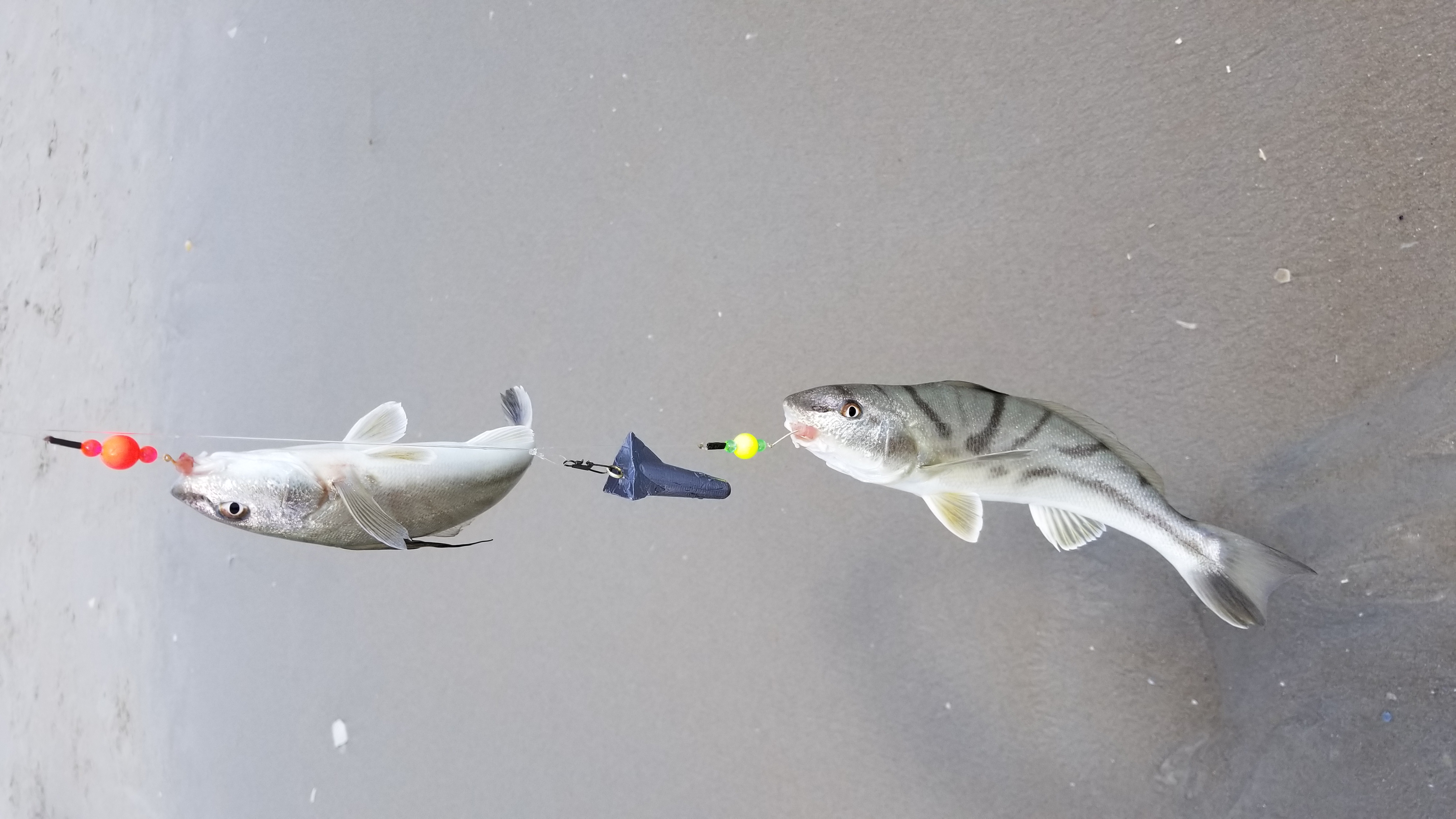 Kingfish surf rig Clearance