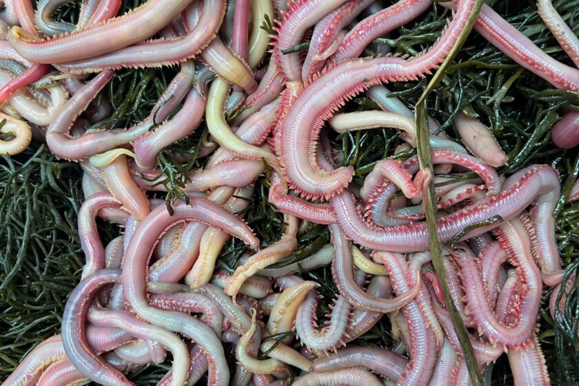 MONDAY, APRIL 15th – WE HAVE BLOODWORMS!! - Jingles Bait and Tackle - Beach  Haven (LBI), NJ